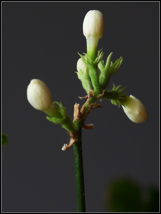 茉莉花蕾 摄影 卡城牛仔