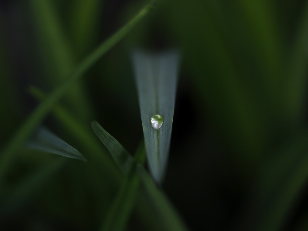 露珠 摄影 雨中看月