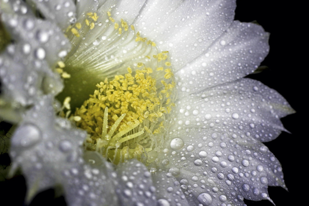 仙人球花 摄影 雨中看月