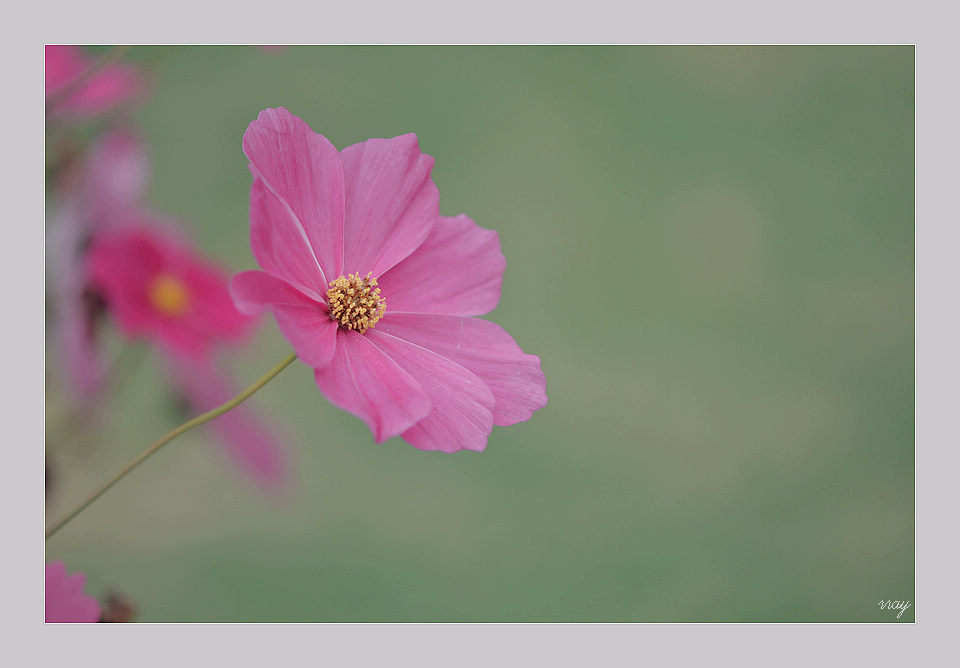 一束楚楚 摄影 花间梦事