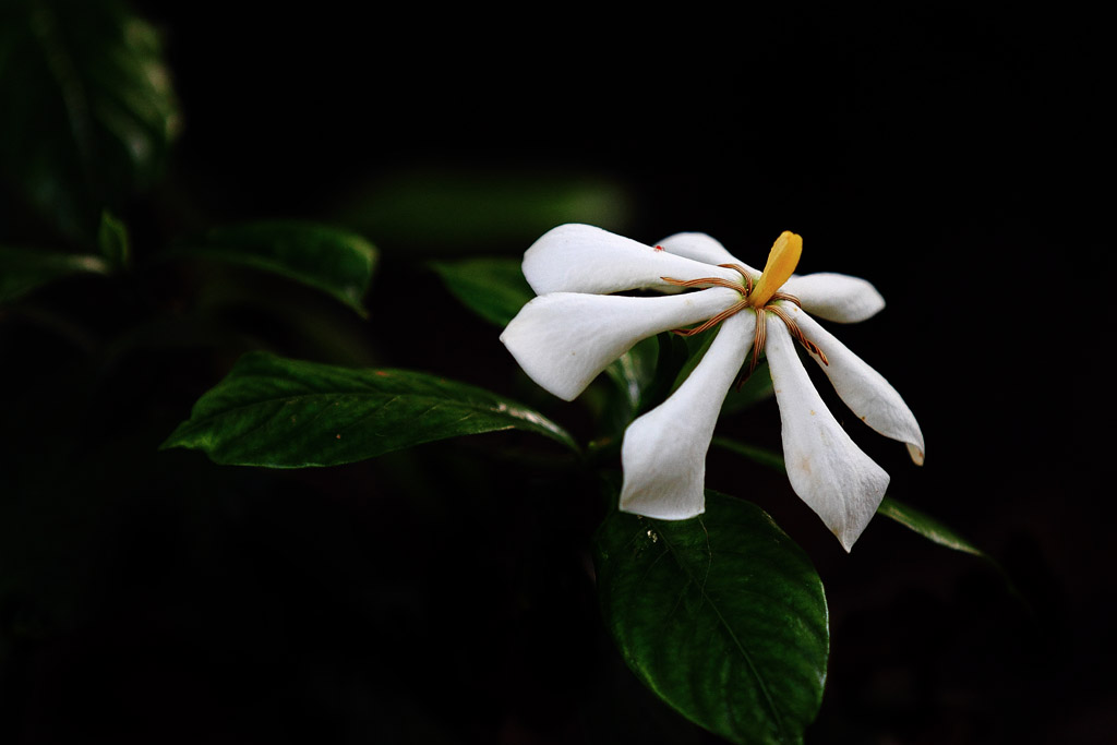 野生枙子花 摄影 纤云磨墨