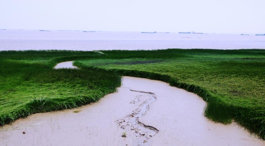 湿地 摄影 品茗听雨