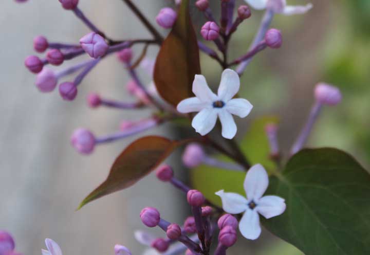 奇异丁香花 摄影 秘戏图考