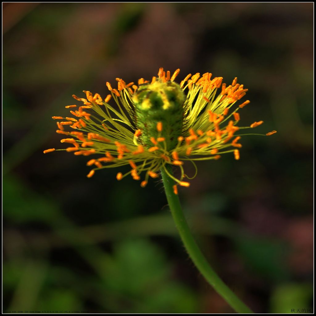 花蕊 摄影 新芽风