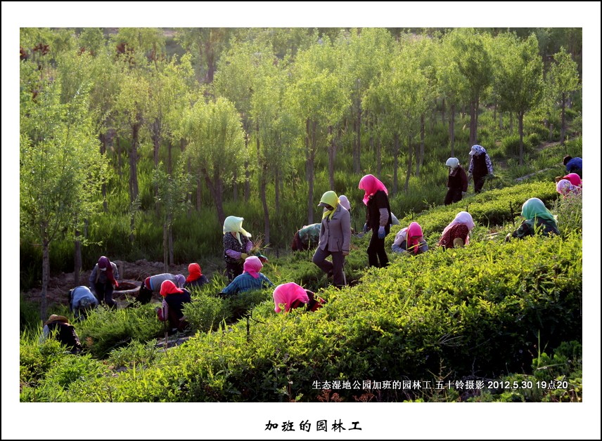 加班的园林工 摄影 五十铃