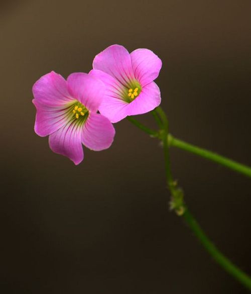 红花酢浆草 摄影 淡.影