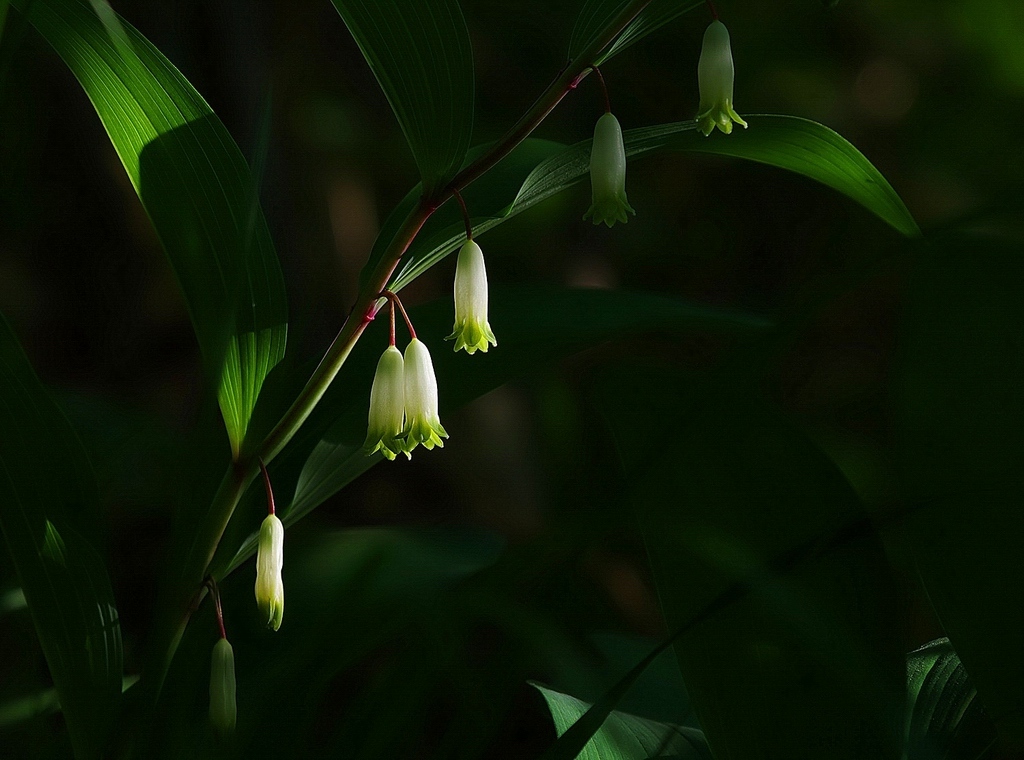 山野花（玉竹） 摄影 怡仁