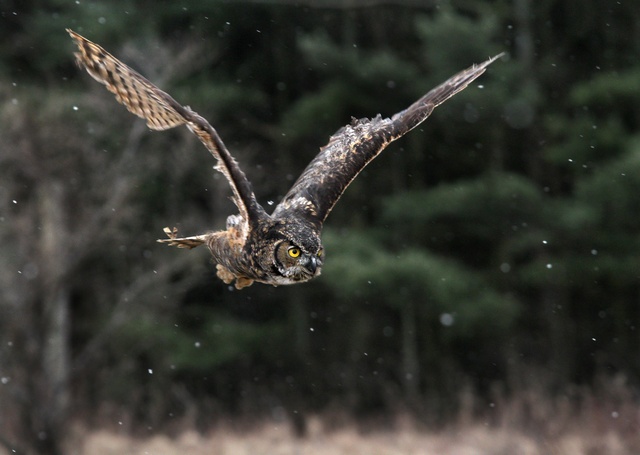 great horned owl in flight 摄影 1dmark2