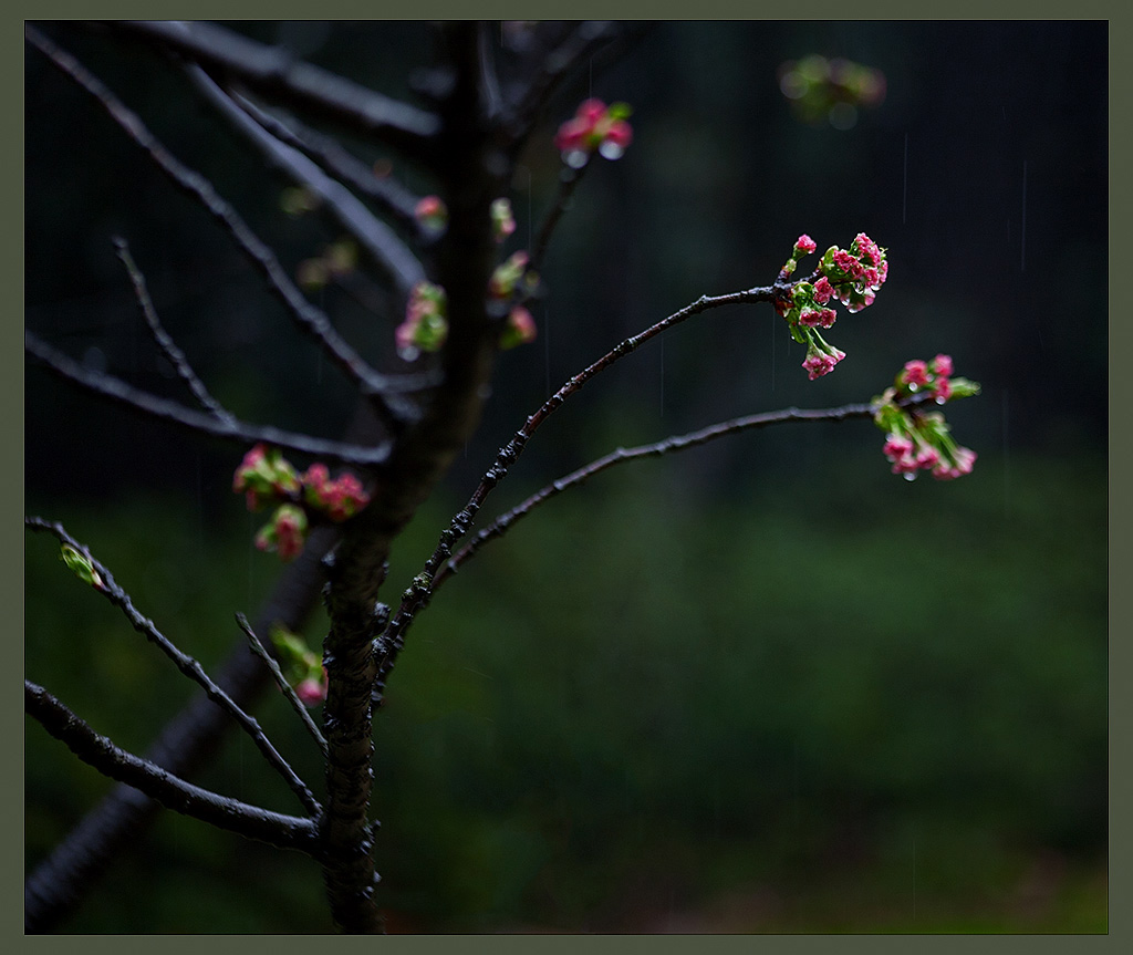 春雨润物细无声 摄影 秋水盈盈