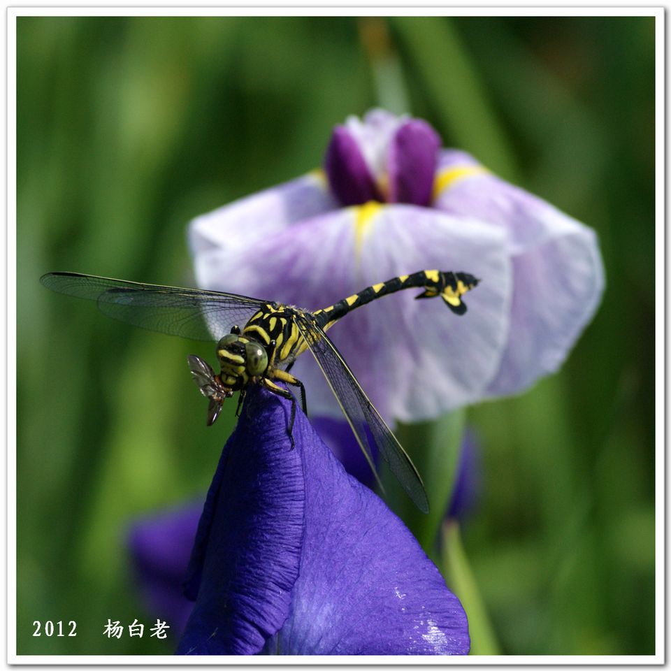 菖蒲花 摄影 杨白老