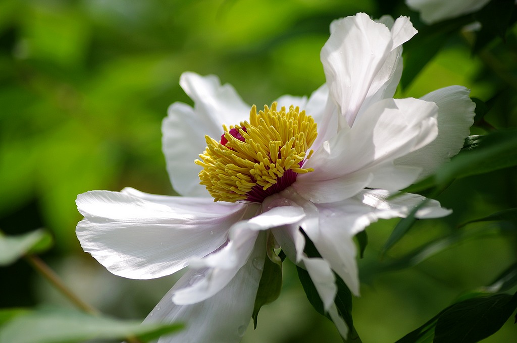 ~牡丹花~ 摄影 心有芊芊