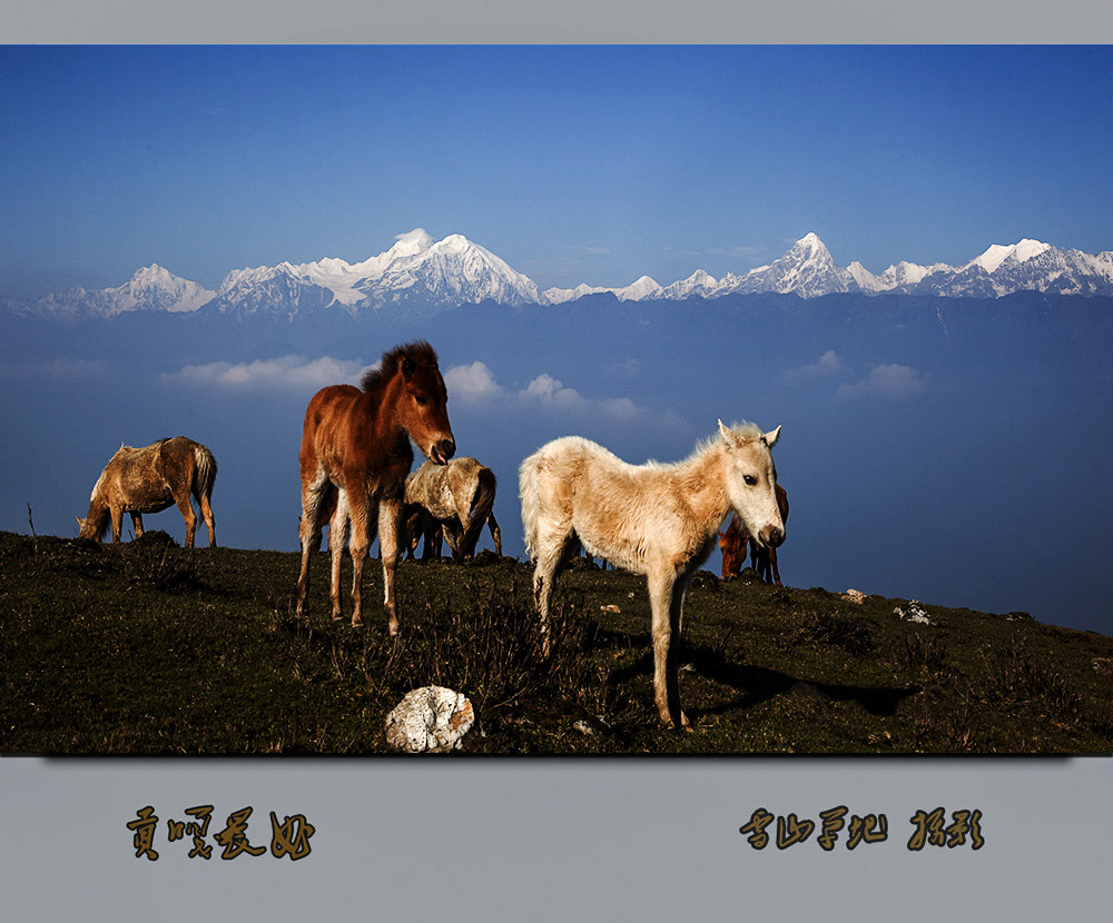 圣山。神驹 摄影 雪山草地