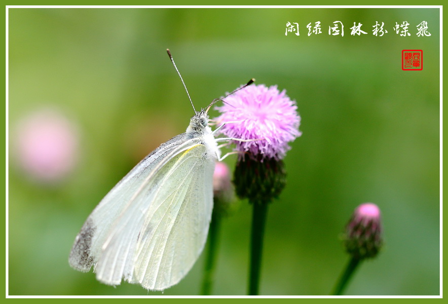 闲绿园林粉蝶飞 摄影 gujunyi803