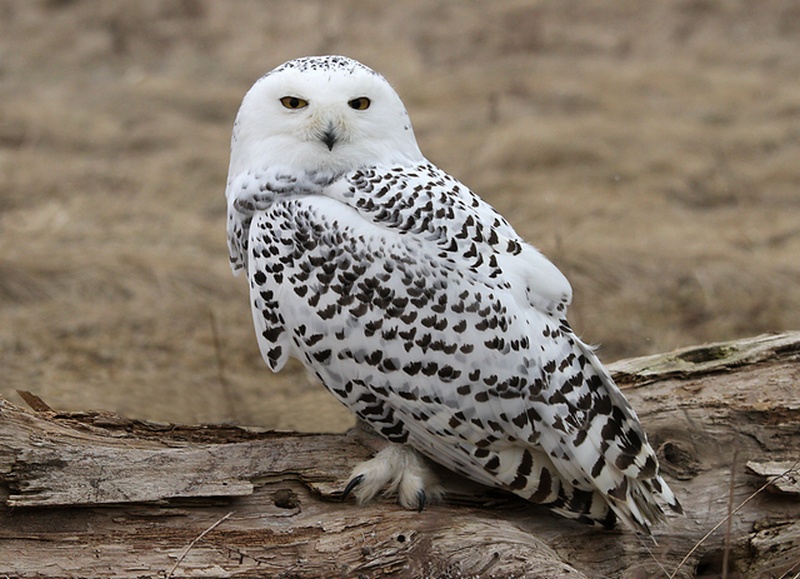 snowy owl 摄影 1dmark2