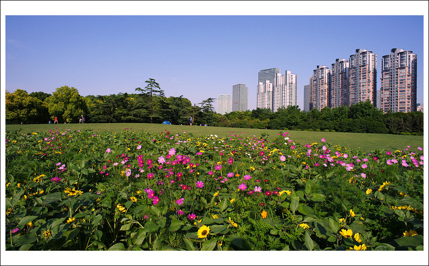 城市花园 摄影 银色黄金