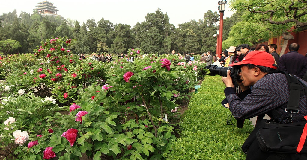 京城看花 摄影 牧野2011