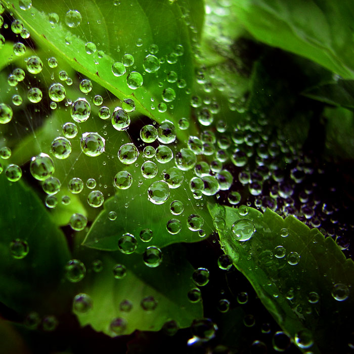 后期——蛛网上的水珠 摄影 新太阳系