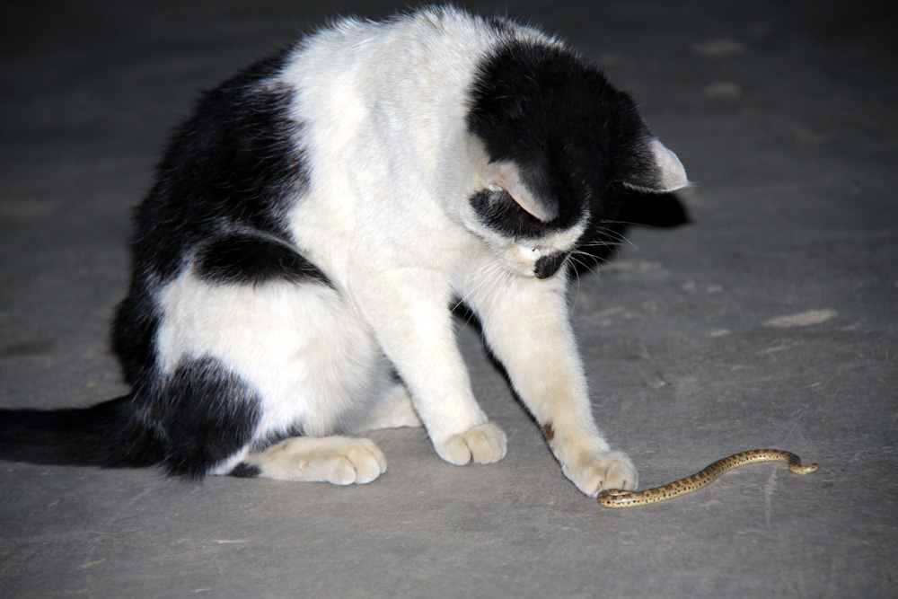 猫蛇之战 摄影 大漠之魂