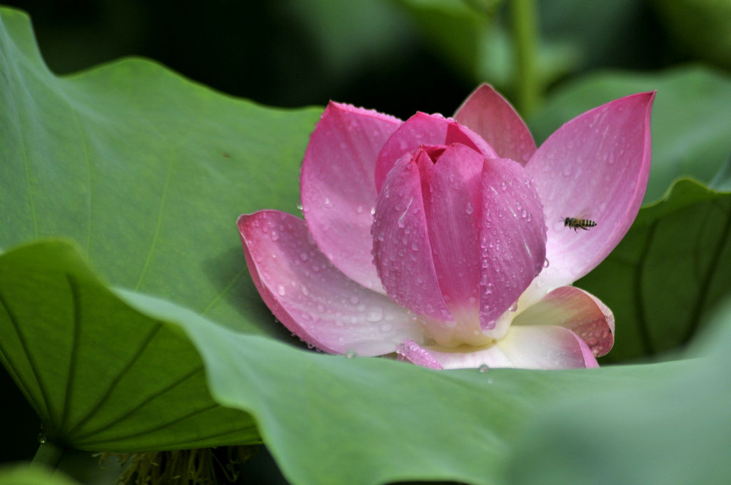 芙蓉滴露 摄影 白发学童