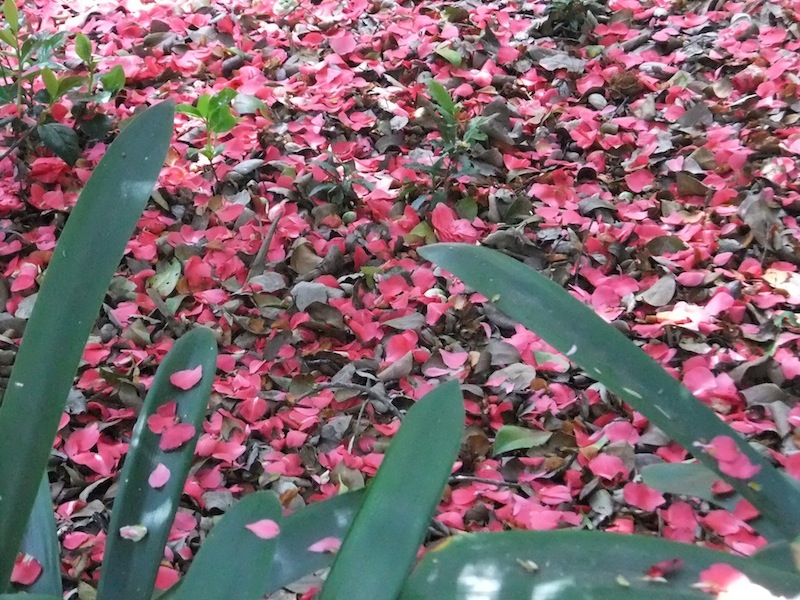 滿地洛紅.不見葬花人 摄影 blee354