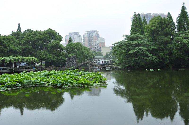 衡阳西湖 摄影 荷叶澄露