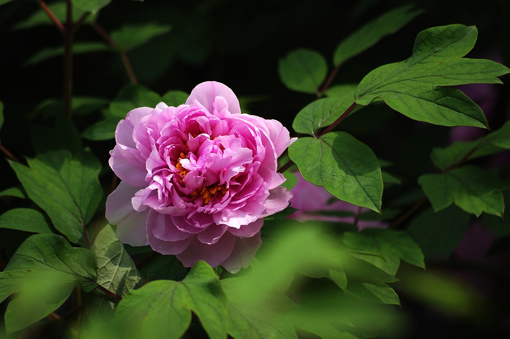 ~~牡丹花~~ 摄影 心有芊芊