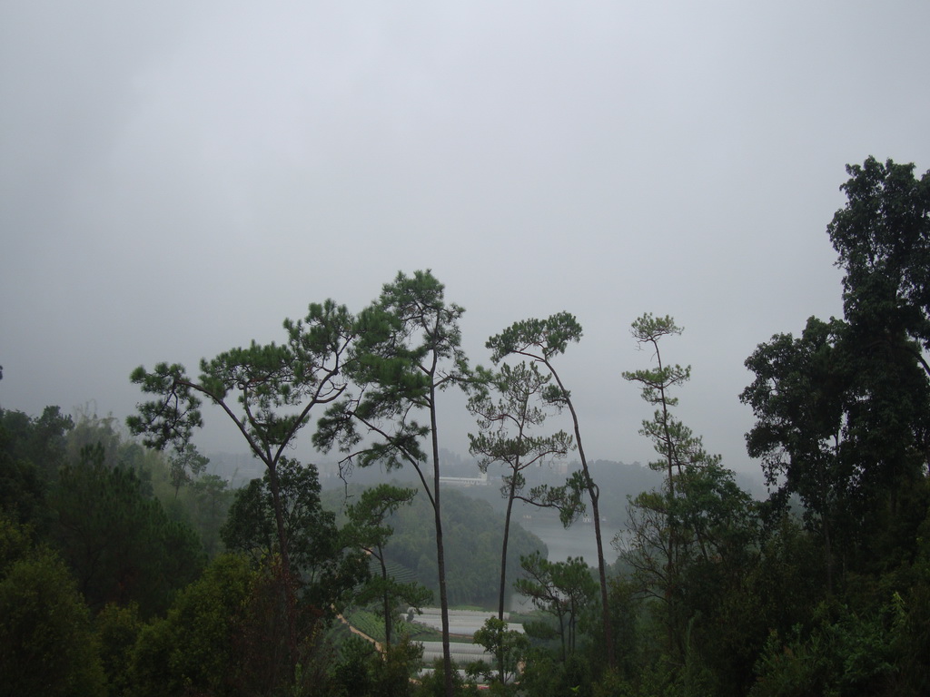 普洱思茅松 摄影 普洱兰天