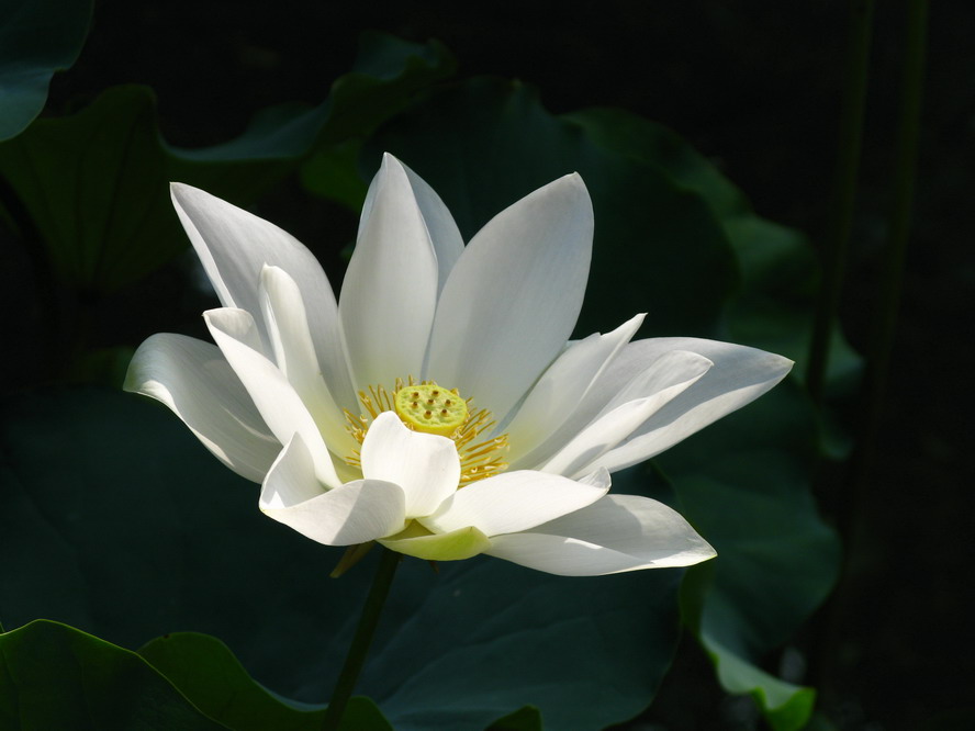 月晓风清 摄影 夜雨花仙