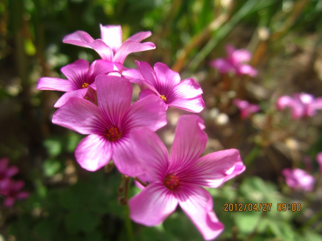 小草花 摄影 莺歌燕舞