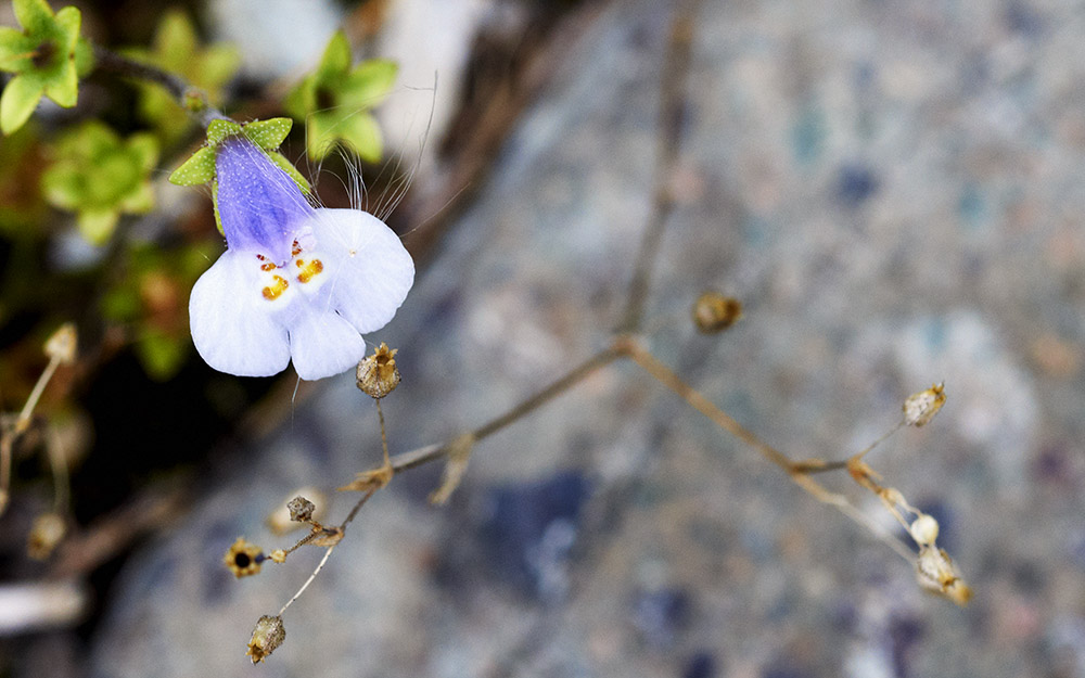 小花 摄影 vigia