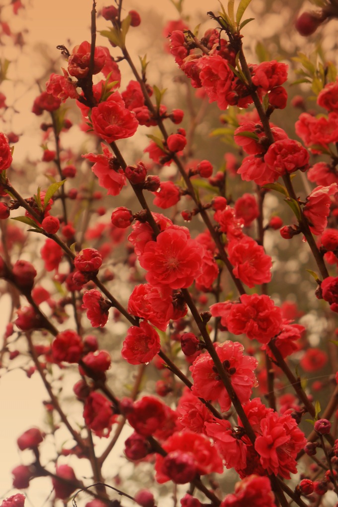 桃花 摄影 琴摄和明