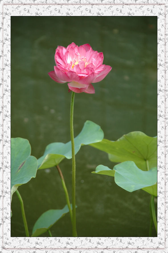 薰风入弦 摄影 夜雨花仙