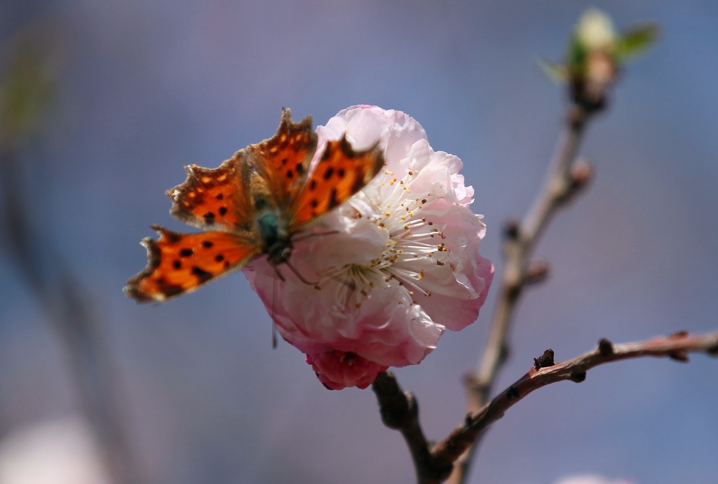 五月桃花 摄影 牧野2011