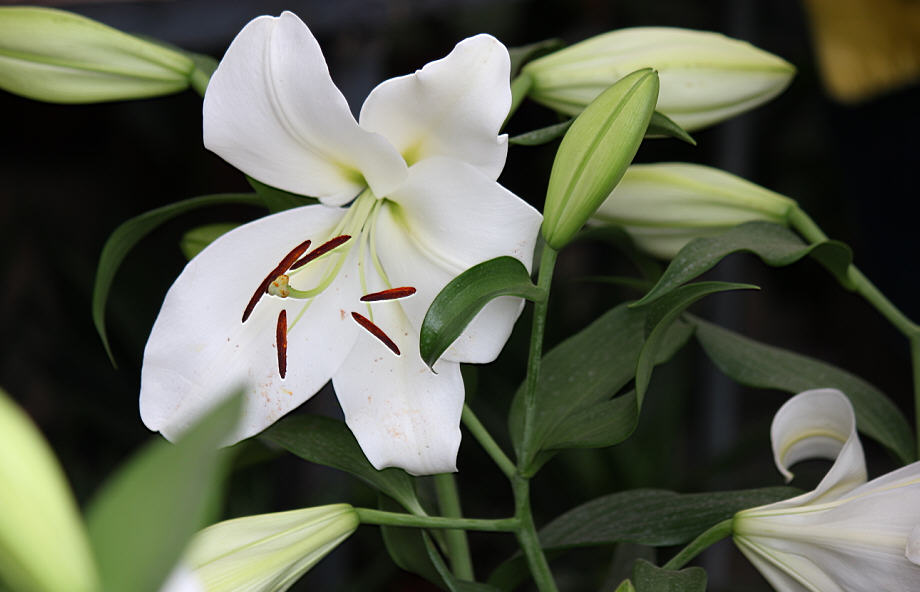 百合花 摄影 天堂硅谷