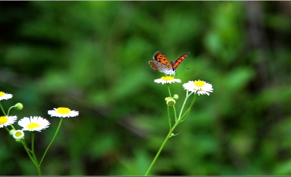 蝶恋花 摄影 追梦2010