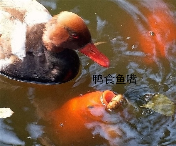 鸭食鱼嘴 摄影 梦芝麻