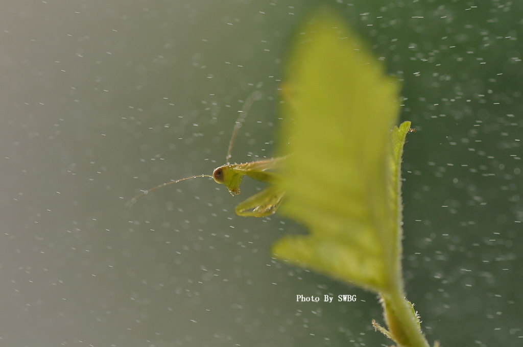 细雨 摄影 施瓦伯格