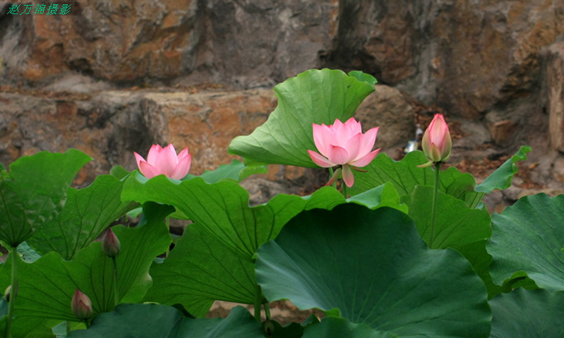 2012年的荷花 摄影 河山锦绣