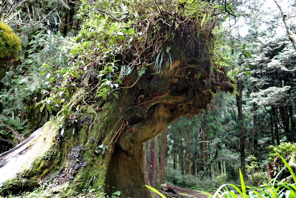 阿里山怪兽 摄影 南国老李