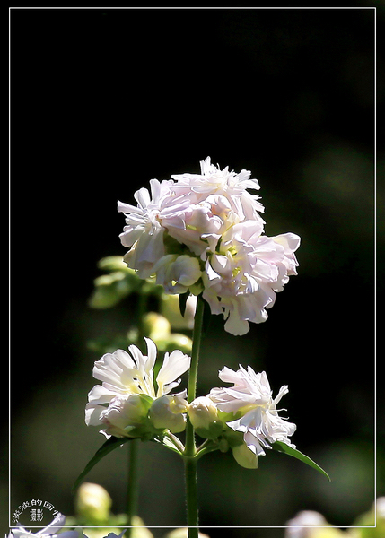 花花草草 摄影 淡淡回忆