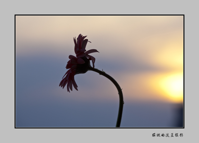 夕阳非洲菊~ 摄影 朦胧的淡蓝