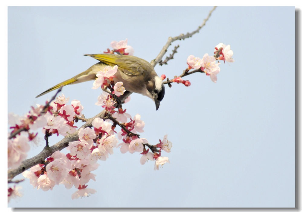 【四 月 花 鸟】 摄影 紫杜鹃