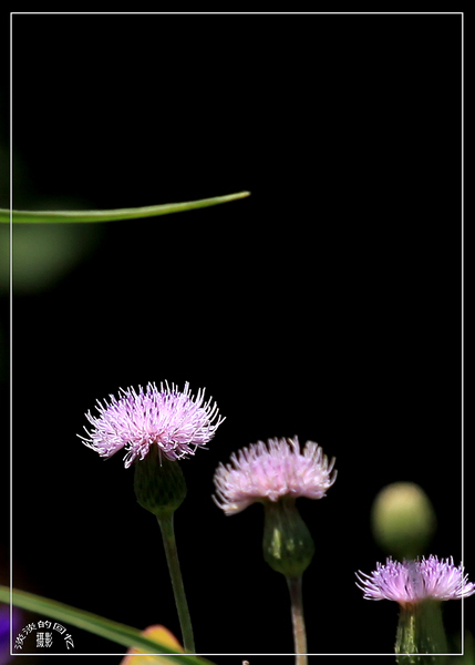 花花草草 摄影 淡淡回忆