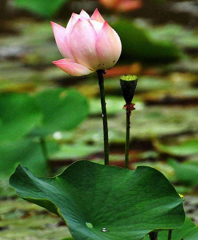 【荷花图】 摄影 一帆581009