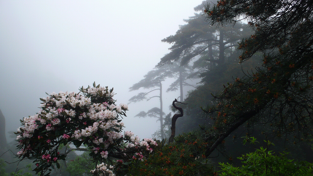 雨后雾弥三清山（点击看大图） 摄影 山妹