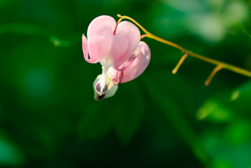 落花不败 摄影 苗思