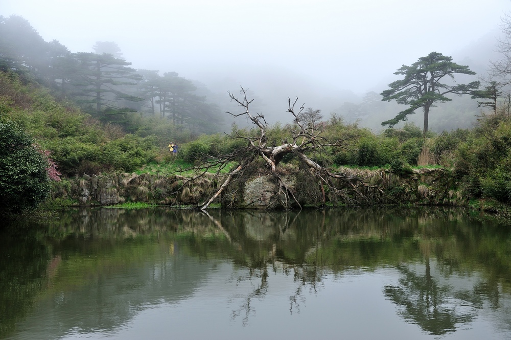 三清山风光--倒下的古树 摄影 飘然