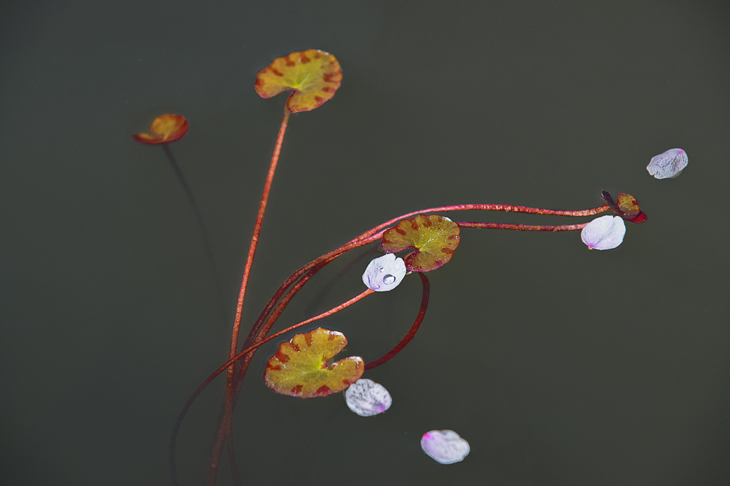 飘零【樱花】 摄影 山地苍狼