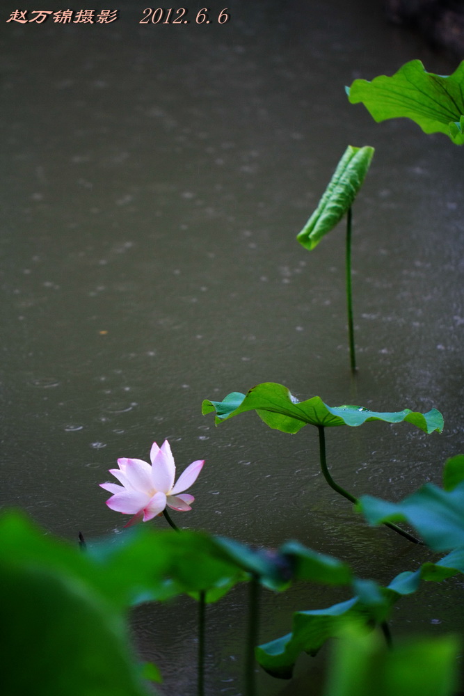 雨中荷花 摄影 河山锦绣