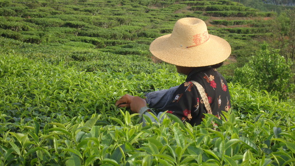 普洱茶农 摄影 普洱兰天